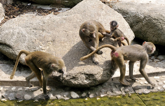 動物園里的猴子