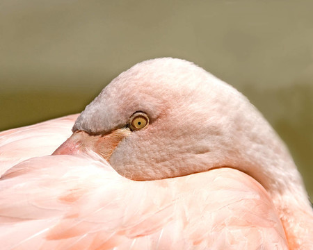 火烈鳥