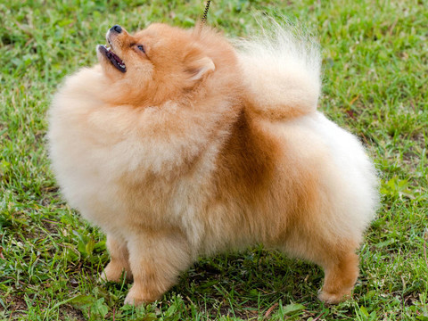 博美犬斯皮茨