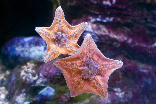 海之星