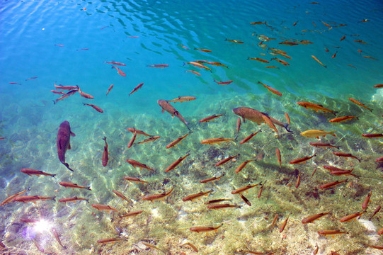 普利特維切魚(yú)