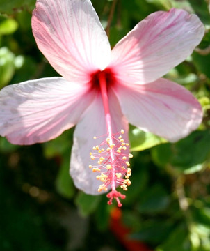 芙蓉花開