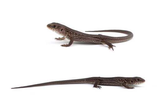 llizards