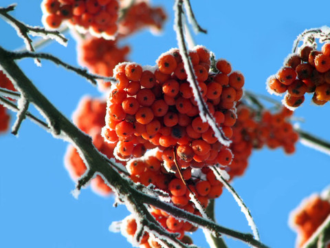 在霜枝上的紅色漿果