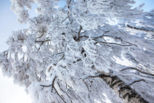 冰雪覆蓋的冬天的樹(shù)。