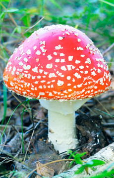 紅飛木耳蘑菇