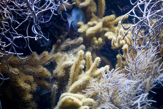 魚類水下景觀