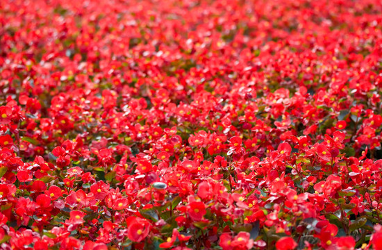 紅色的花
