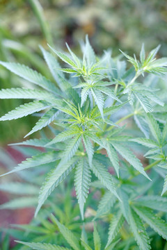 大麻植物