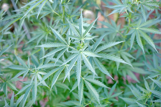 大麻植物