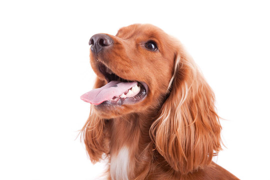 寶貝可卡犬