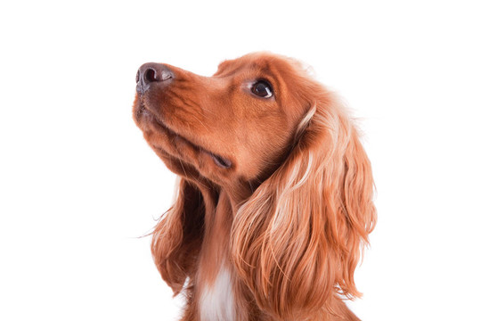 寶貝可卡犬