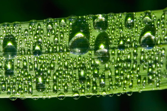 露水