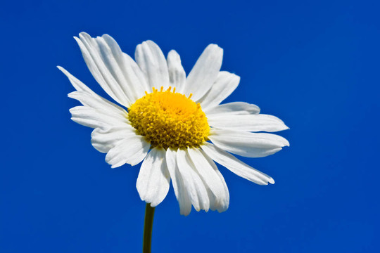 甘菊