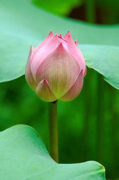 蓮花