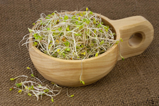 花椰菜；蘿卜和苜蓿芽在一個木碗里