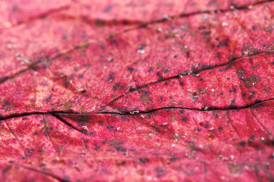 紅色的秋葉