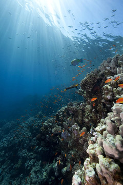 海洋；珊瑚和魚