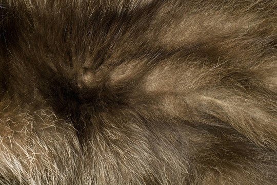 Brown polar Fox毛皮