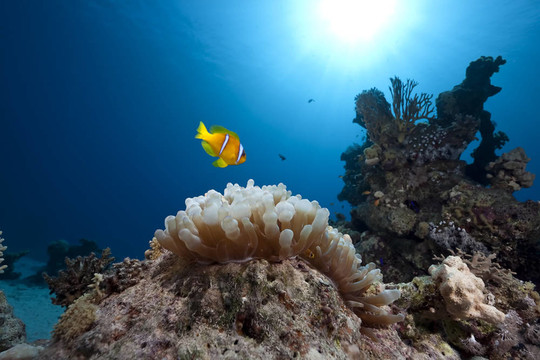 小丑魚；海洋和氣泡銀蓮花