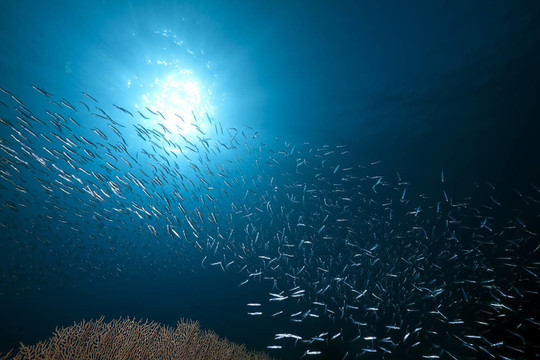 魚；海洋和珊瑚