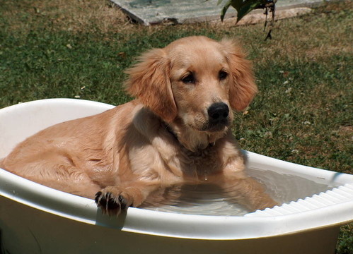 金毛獵犬