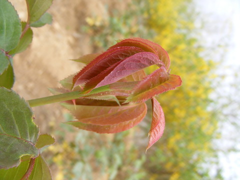 嫩芽