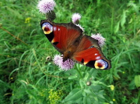 孔雀蝴蝶花