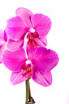 蘭花