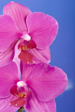 蘭花