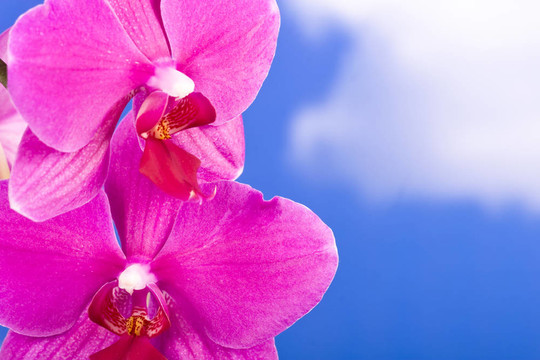 蘭花