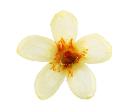 椴樹花