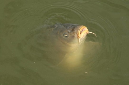鯉魚的歌（Cyprinus carpio）