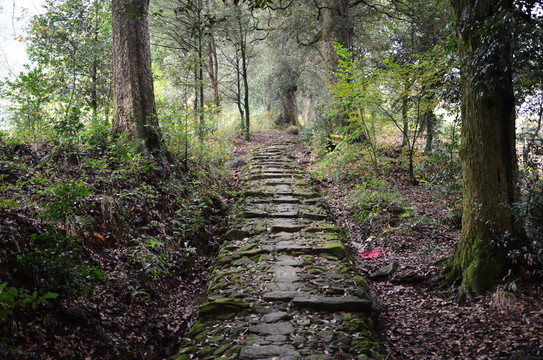 山林古道