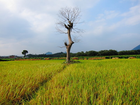 田園
