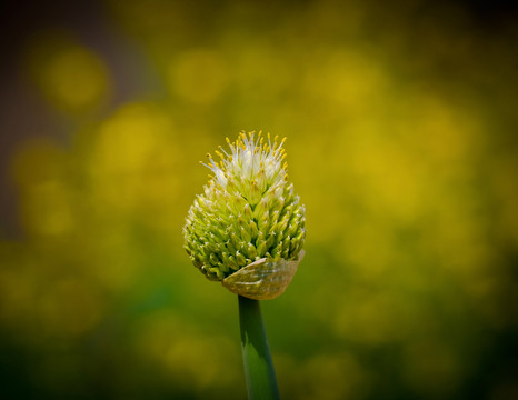 蔥花
