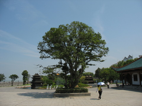 古樹