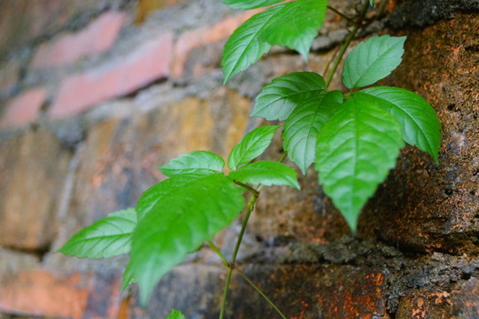 植物葉子