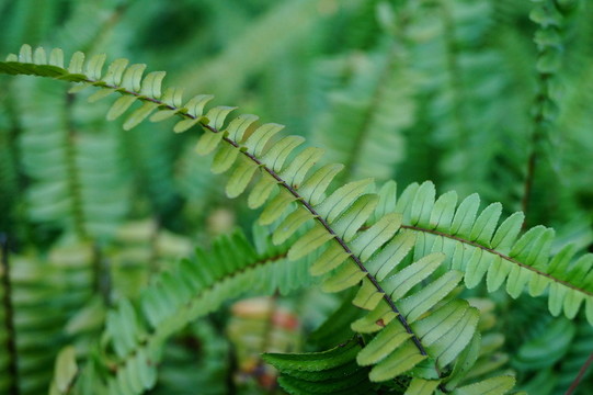 蕨類植物