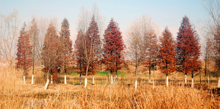 濕地 紅杉樹林