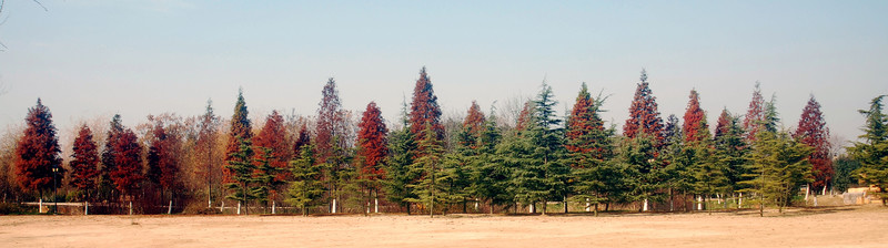 濕地 紅杉樹林