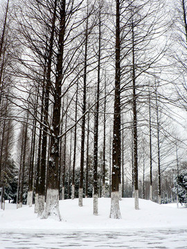 雪中杉樹林