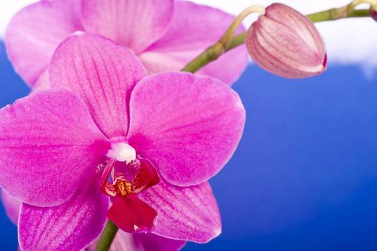 蘭花