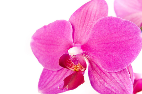 蘭花