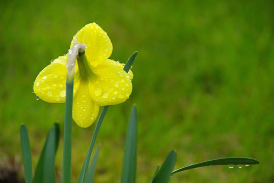 水仙花12