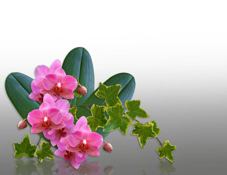 蘭花和常春藤設(shè)計(jì)元素