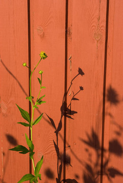 Young Rudbeckia laciniata的植物