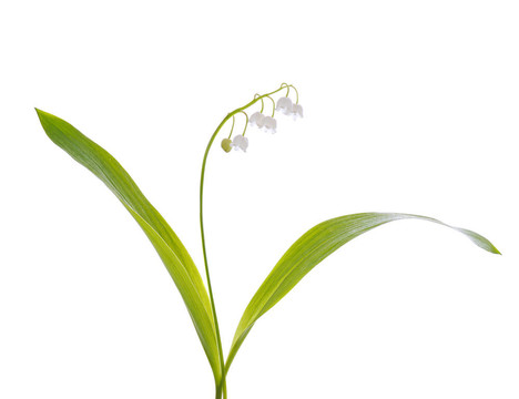 山谷的百合花