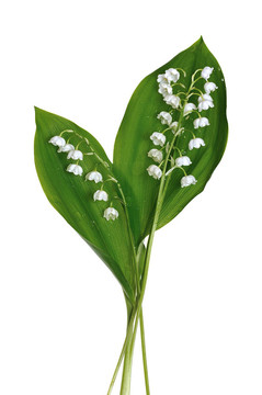 山谷的百合花