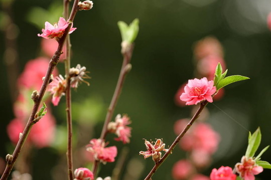 桃花